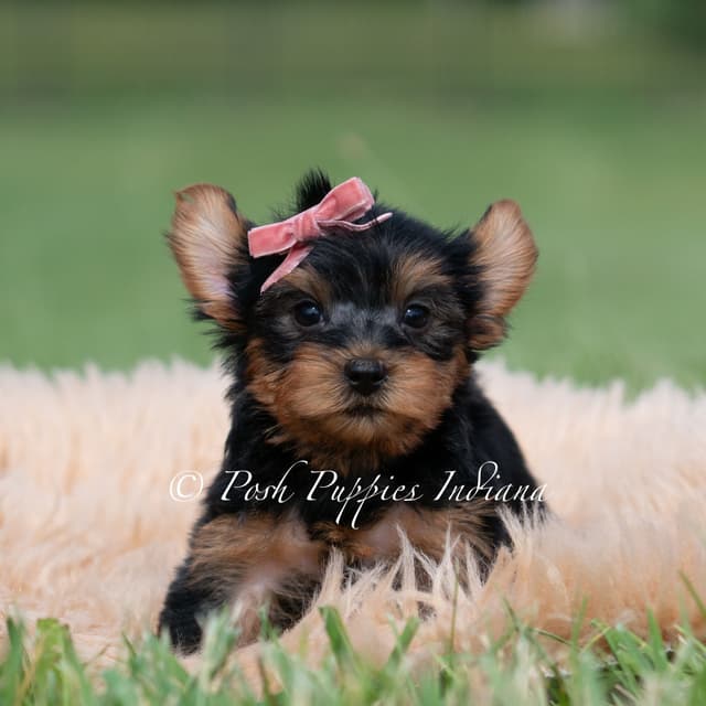 Yorkshire Terrier Puppies media 3