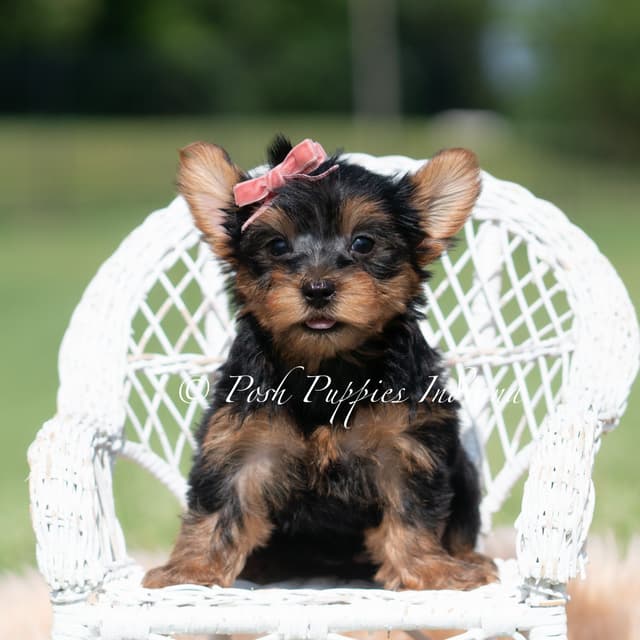 Yorkshire Terrier Puppies media 5