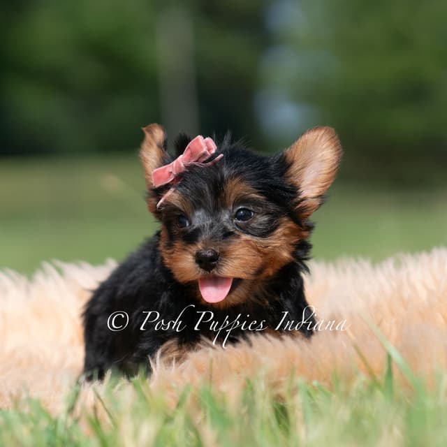 Yorkshire Terrier Puppies media 6