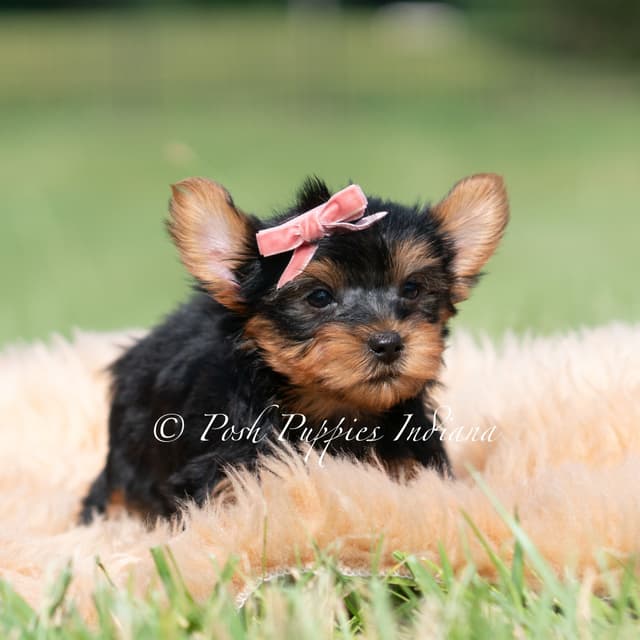 Yorkshire Terrier Puppies media 7