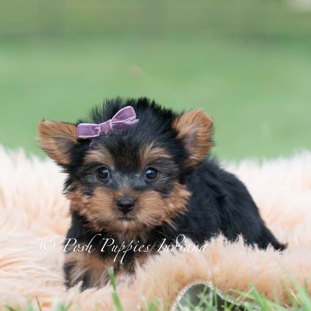 Yorkshire Terrier Puppies media 8