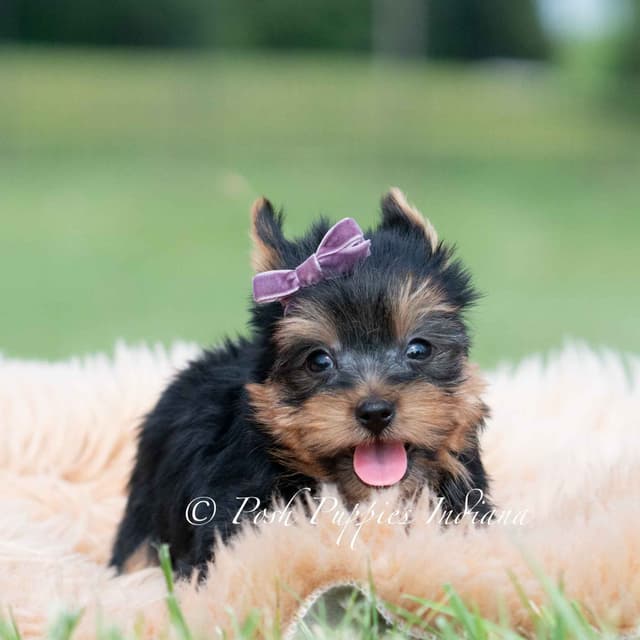 Yorkshire Terrier Puppies media 11
