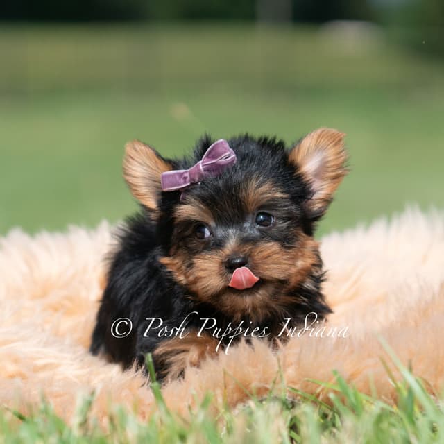 Yorkshire Terrier Puppies media 9
