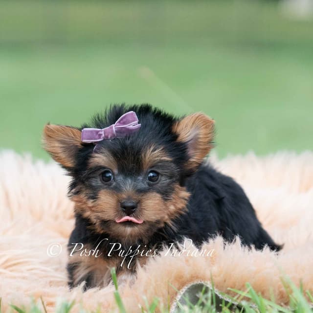Yorkshire Terrier Puppies media 10