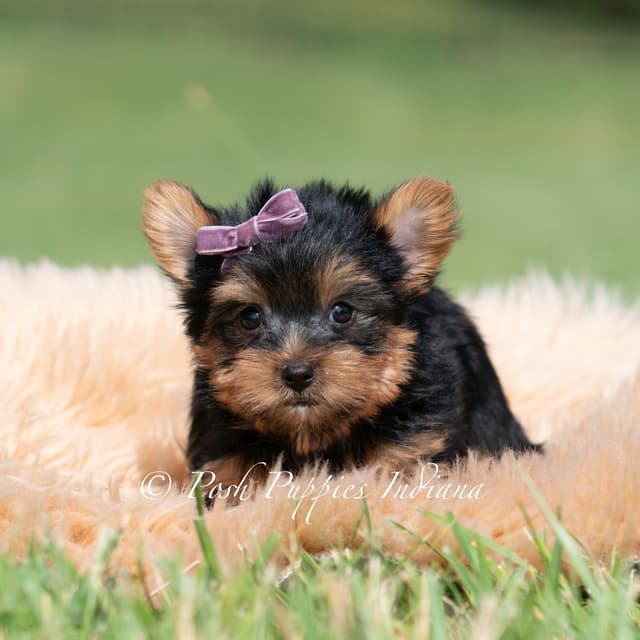 Yorkshire Terrier Puppies media 13