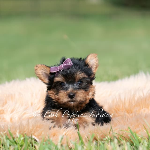 Yorkshire Terrier Puppies media 14