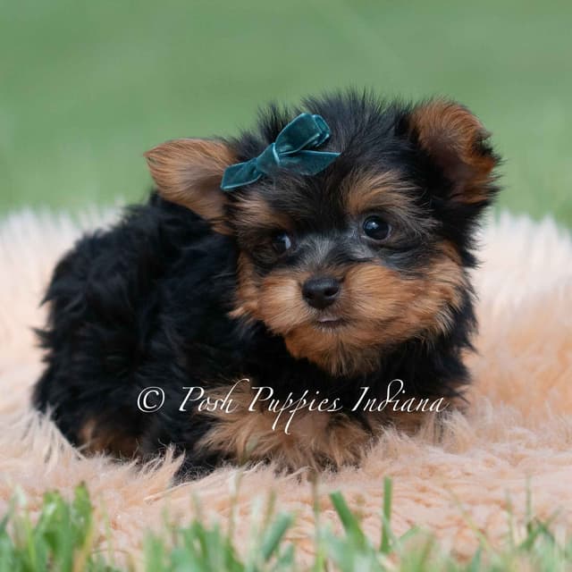 Yorkshire Terrier Puppies media 16