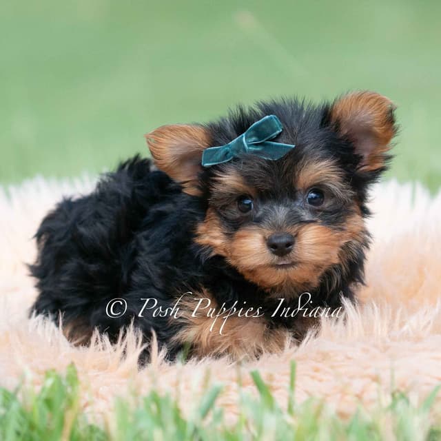 Yorkshire Terrier Puppies media 17