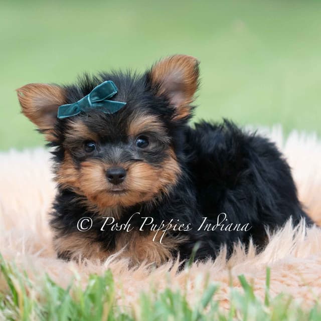 Yorkshire Terrier Puppies media 18