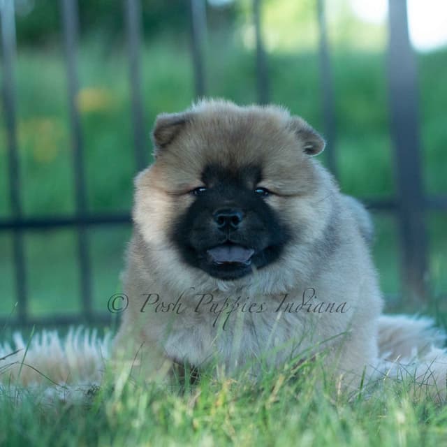 Chow Chow Puppies media 3