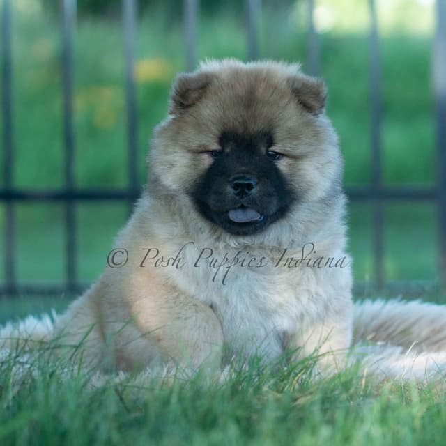 Chow Chow Puppies media 5