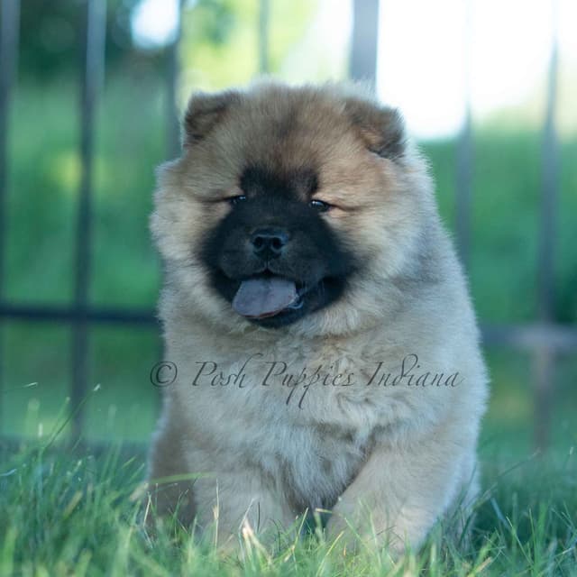 Chow Chow Puppies media 4
