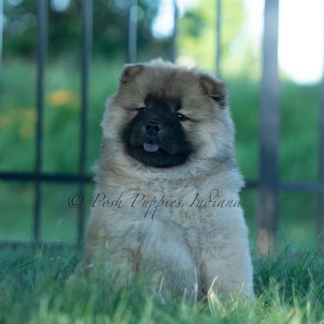Chow Chow Puppies media 2