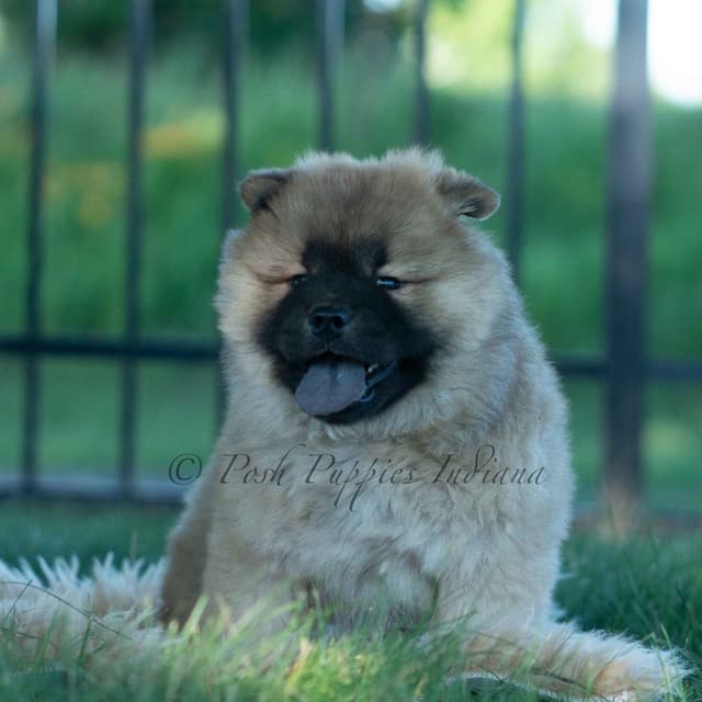 Chow Chow Puppies media 6