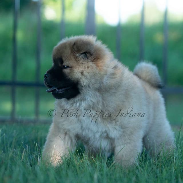 Chow Chow Puppies media 7