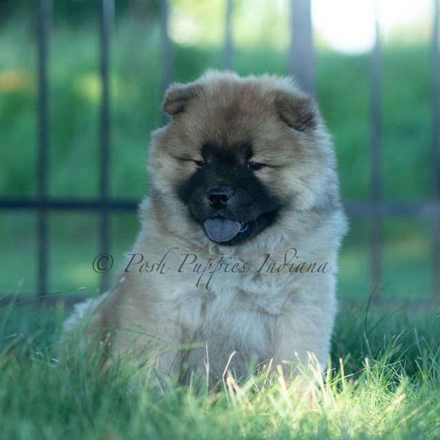 Chow Chow Puppies media 8
