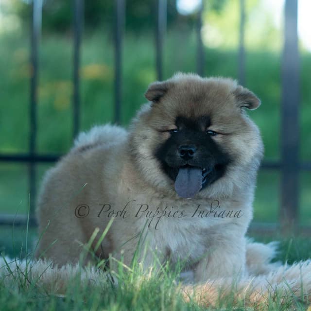Chow Chow Puppies media 9