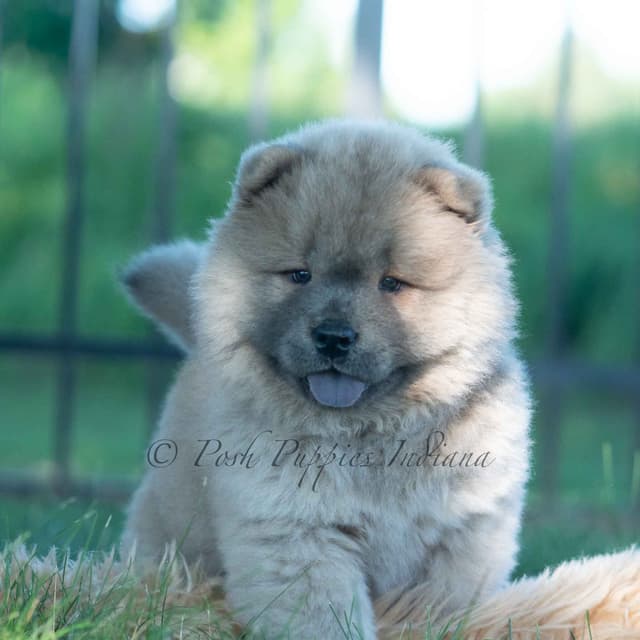 Chow Chow Puppies media 10