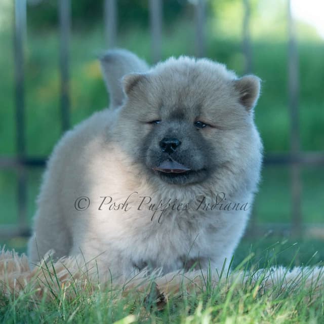 Chow Chow Puppies media 11