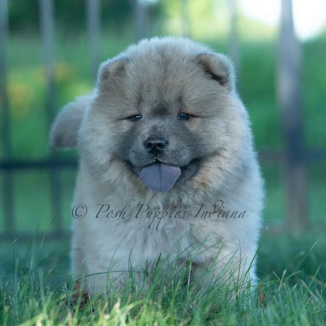 Chow Chow Puppies media 12