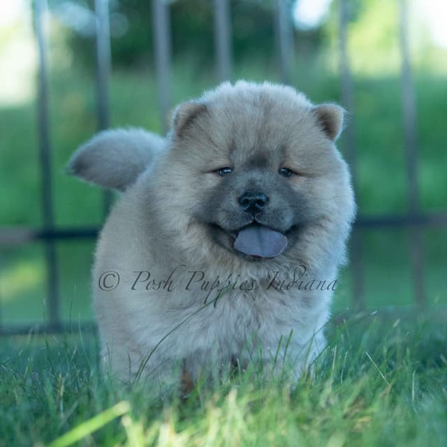 Chow Chow Puppies media 17