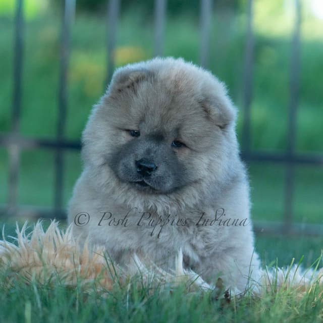 Chow Chow Puppies media 14