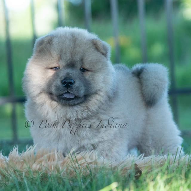 Chow Chow Puppies media 13