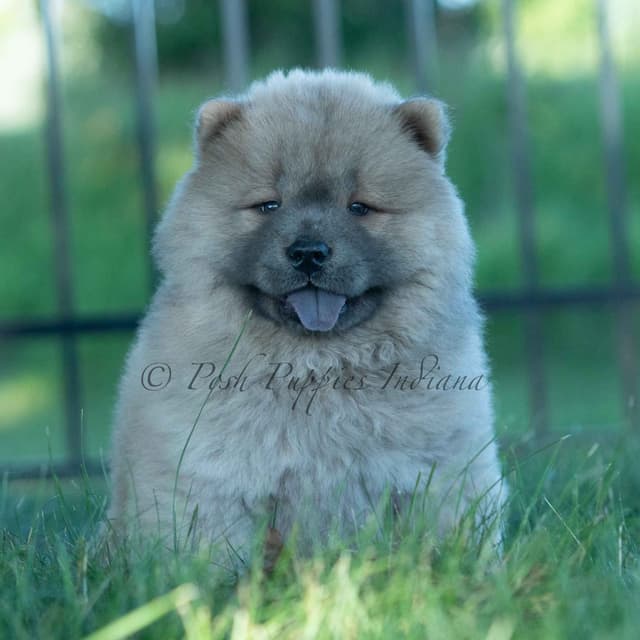 Chow Chow Puppies media 16