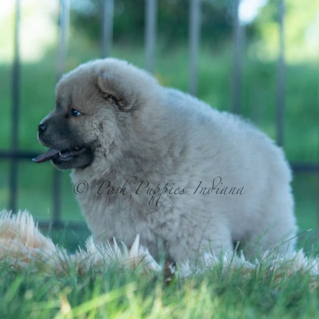 Chow Chow Puppies media 18