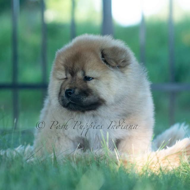 Chow Chow Puppies media 22
