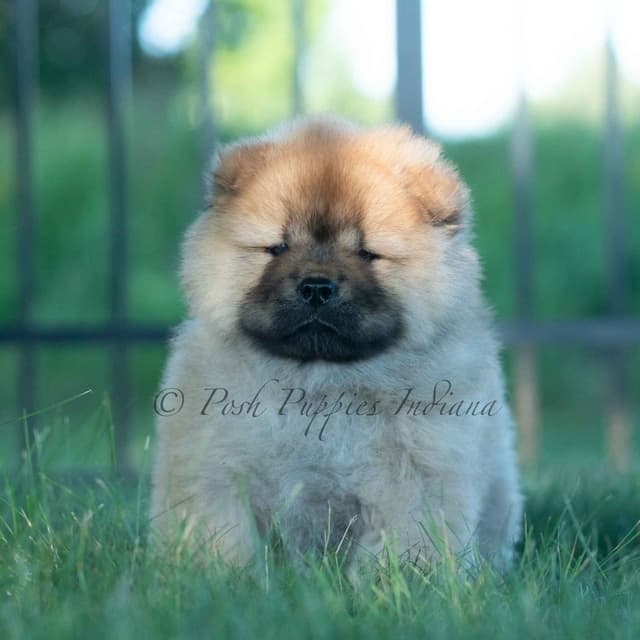Chow Chow Puppies media 21