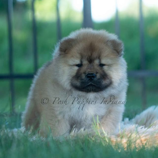 Chow Chow Puppies media 20