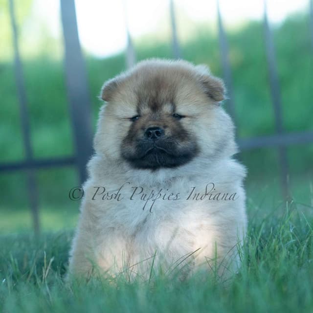 Chow Chow Puppies media 24