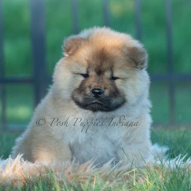 Chow Chow Puppies media 23