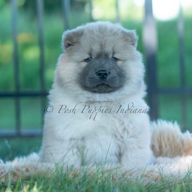 Chow Chow Puppies media 25
