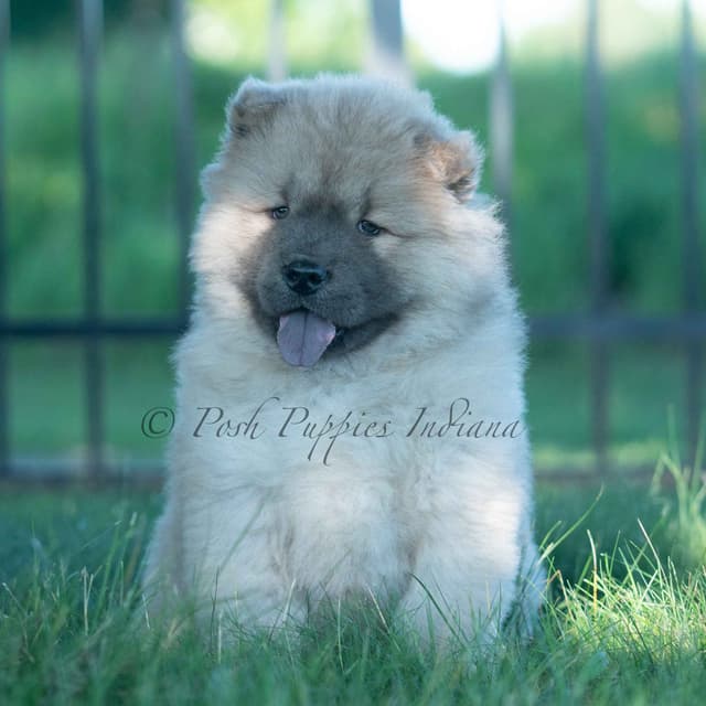 Chow Chow Puppies media 26