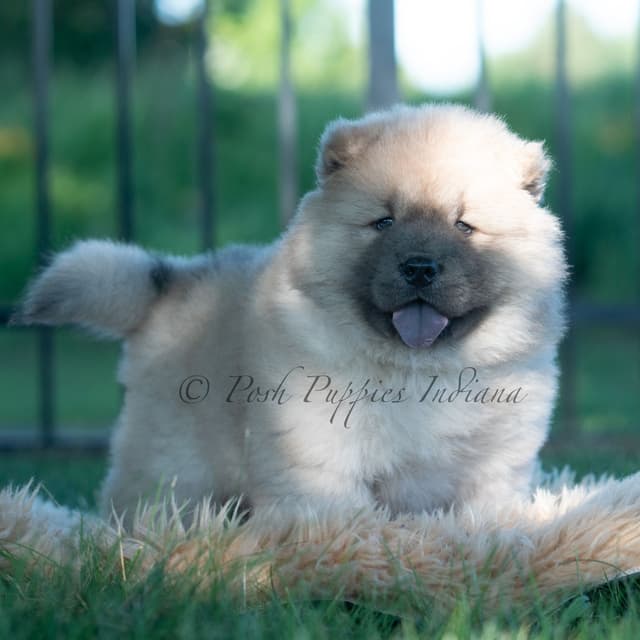 Chow Chow Puppies media 28
