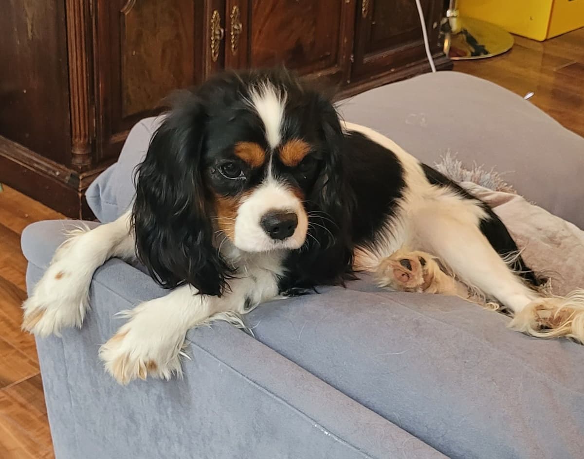Cavalier King Charles Spaniel Puppies breeder image 1