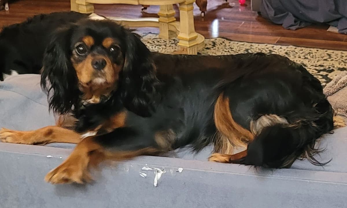 Cavalier King Charles Spaniel Puppies breeder image 2