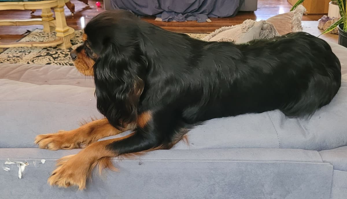 Cavalier King Charles Spaniel Puppies breeder image 3