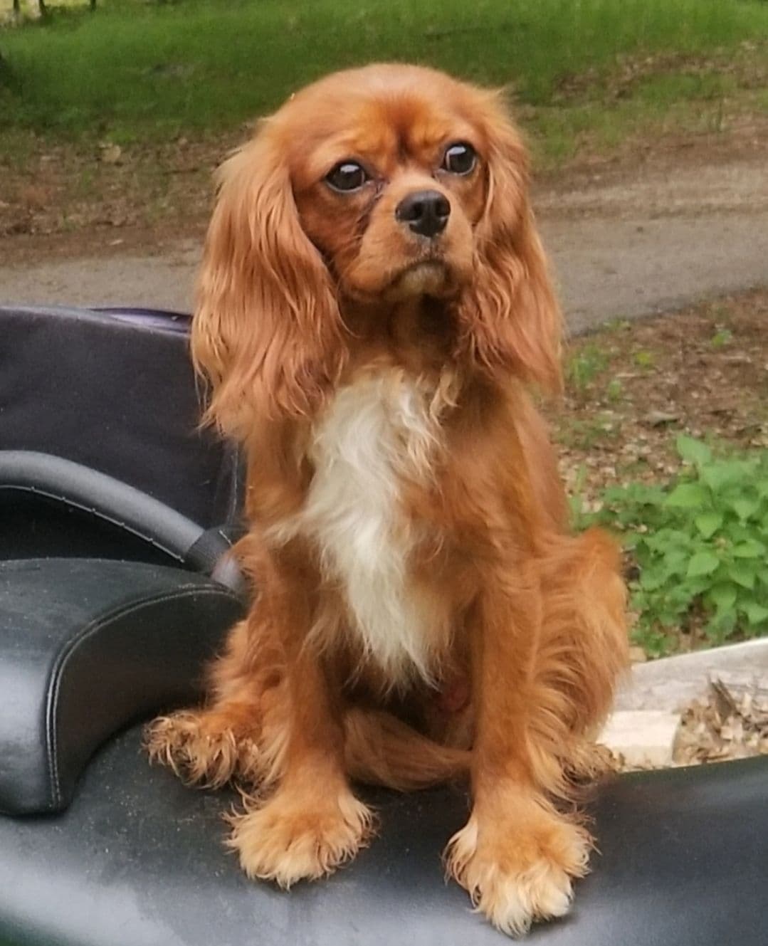 Cavalier King Charles Spaniel Puppies breeder image 4