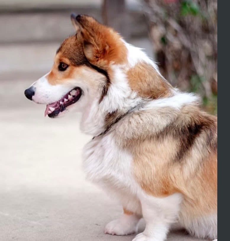 Pembroke Welsh Corgi Puppies breeder image 1