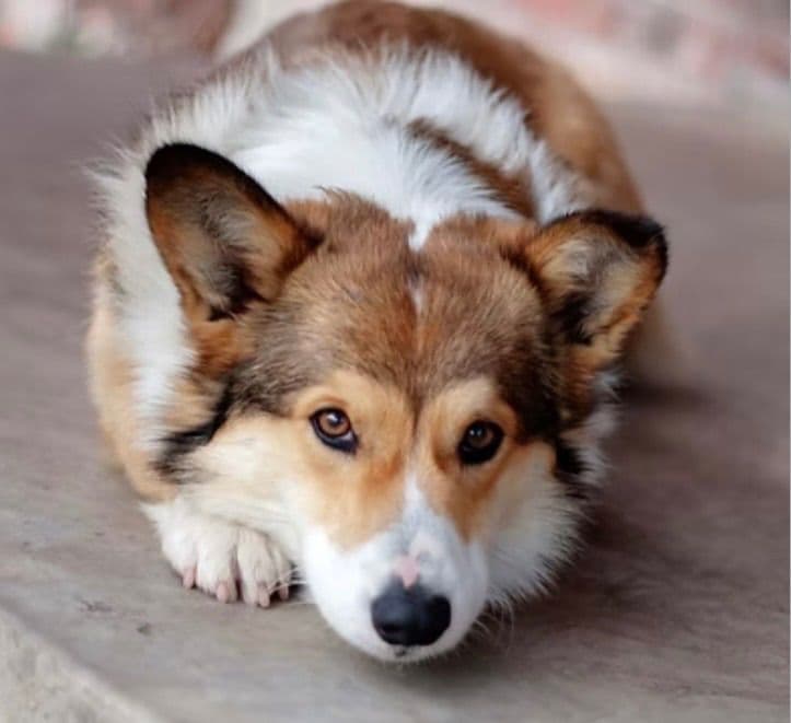 Pembroke Welsh Corgi Puppies breeder image 2