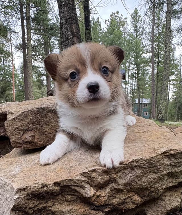 Pembroke Welsh Corgi Puppies media 2