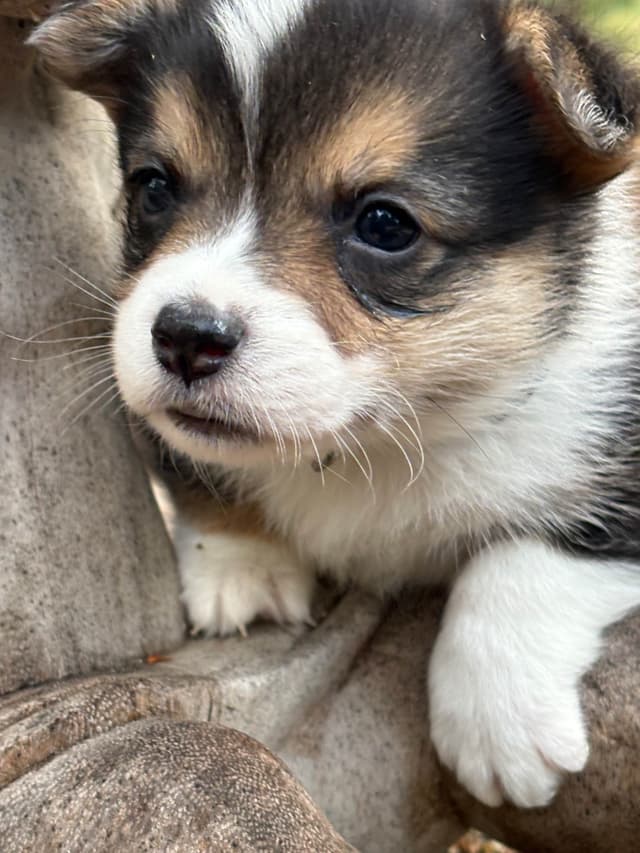 Pembroke Welsh Corgi Puppies media 3