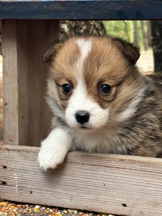Pembroke Welsh Corgi Puppies media 4