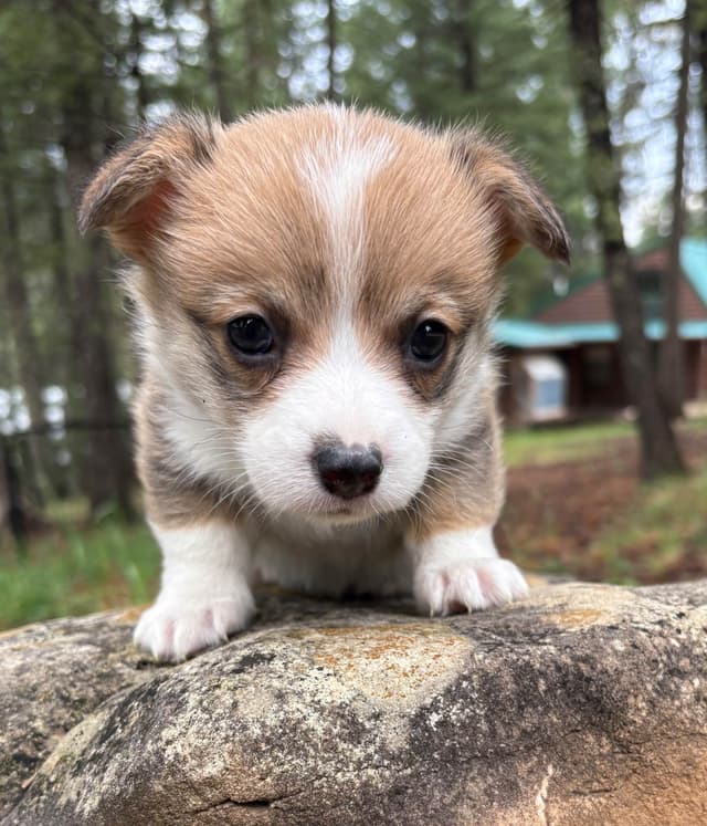 Pembroke Welsh Corgi Puppies media 5