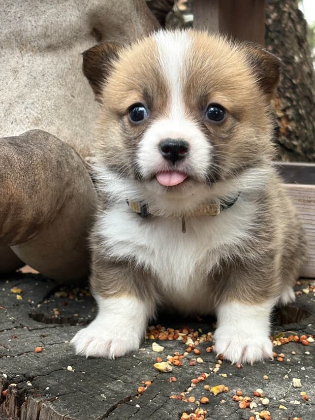 Pembroke Welsh Corgi Puppies media 6