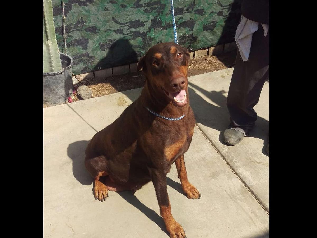 Doberman Pups: Your Future Guardian and Best Friend breeder image 7