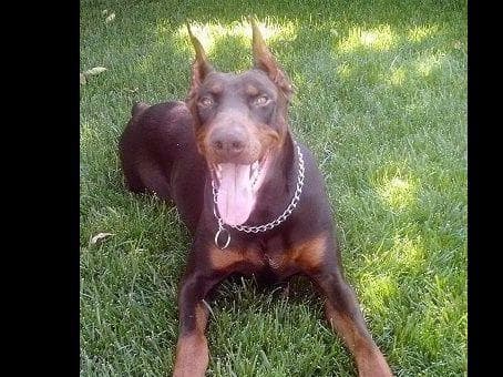 Doberman Pups: Your Future Guardian and Best Friend breeder image 6